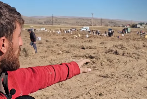 Tarladaki Patatesleri Bedava Dağıttı